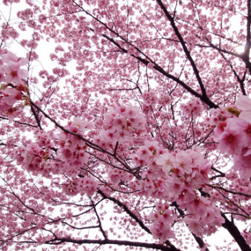 日タイ修好130周年記念でタイに桜を！